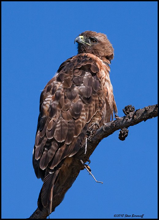 _0SB3841 red-tailed hawk.jpg